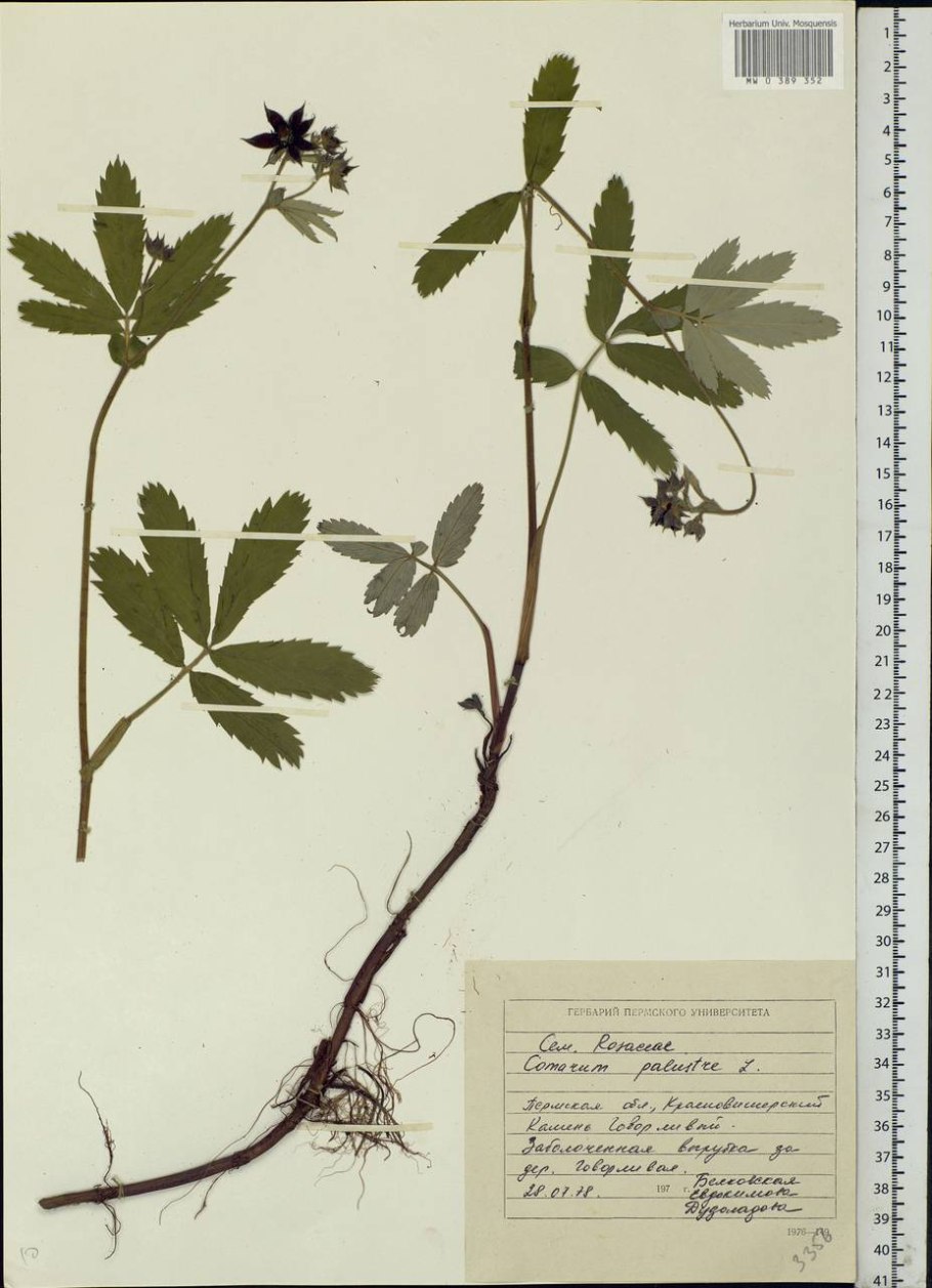 Сабельник болотный