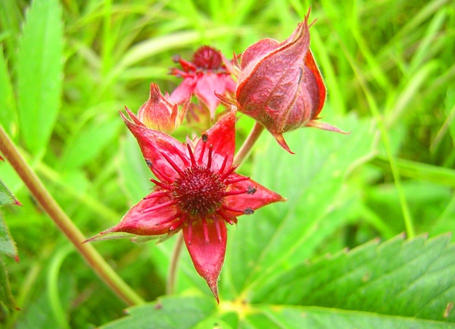 Пепельник болотный