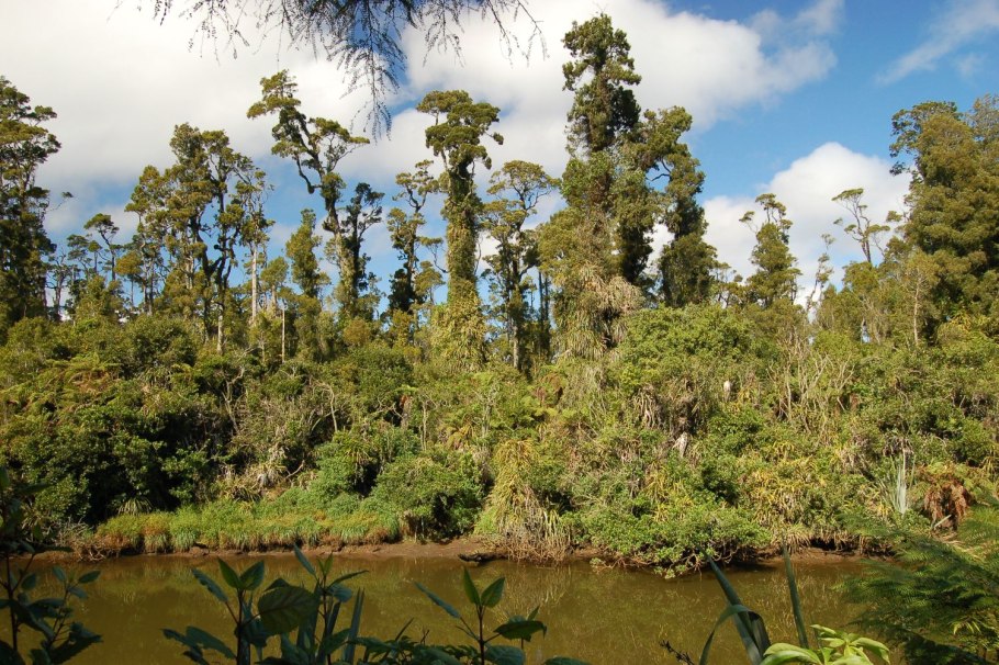 Триасовый период мезозойской эры Флора