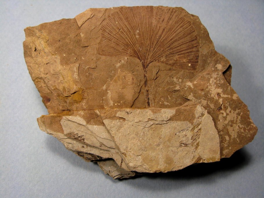 Пермский период палеозойской эры растения