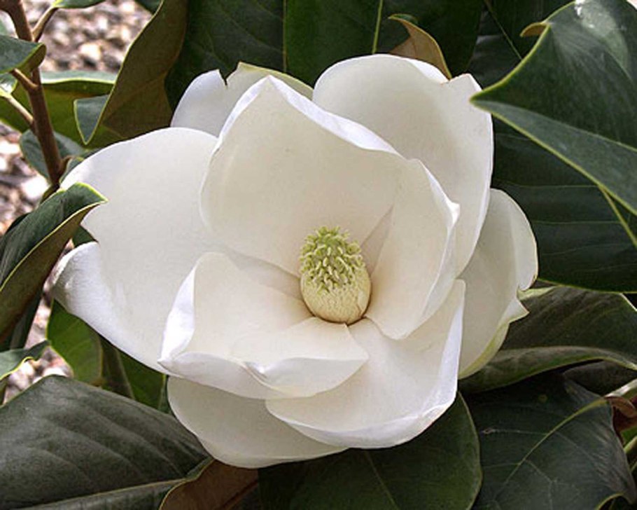 Эра динозавров меловой период