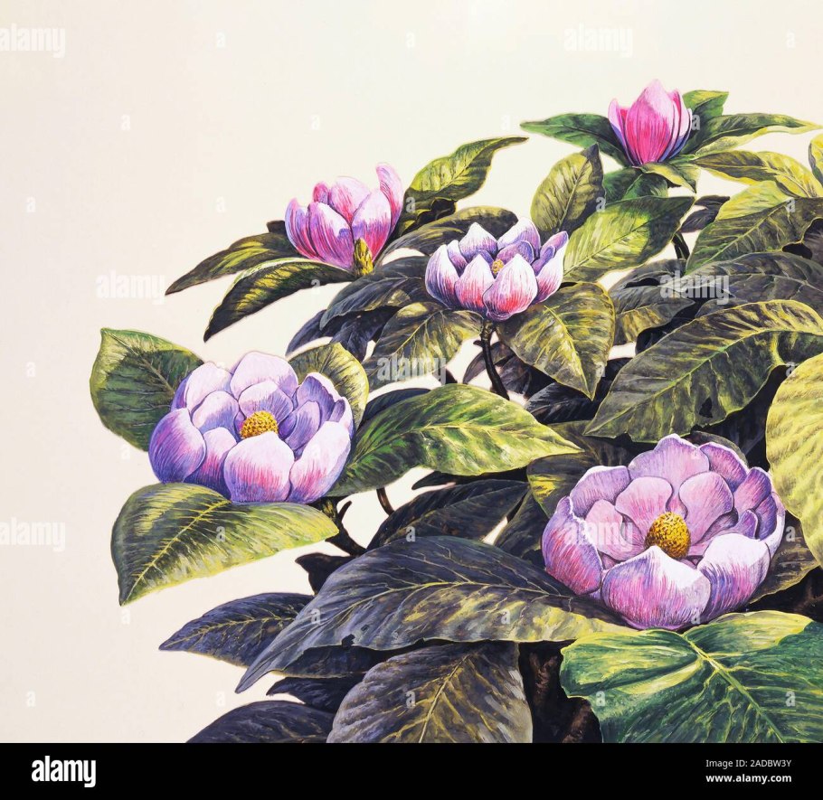 Магнолии мелового периода