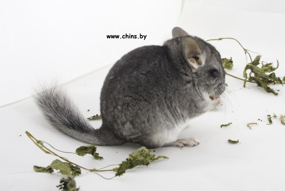 Мать и мачеха сырье