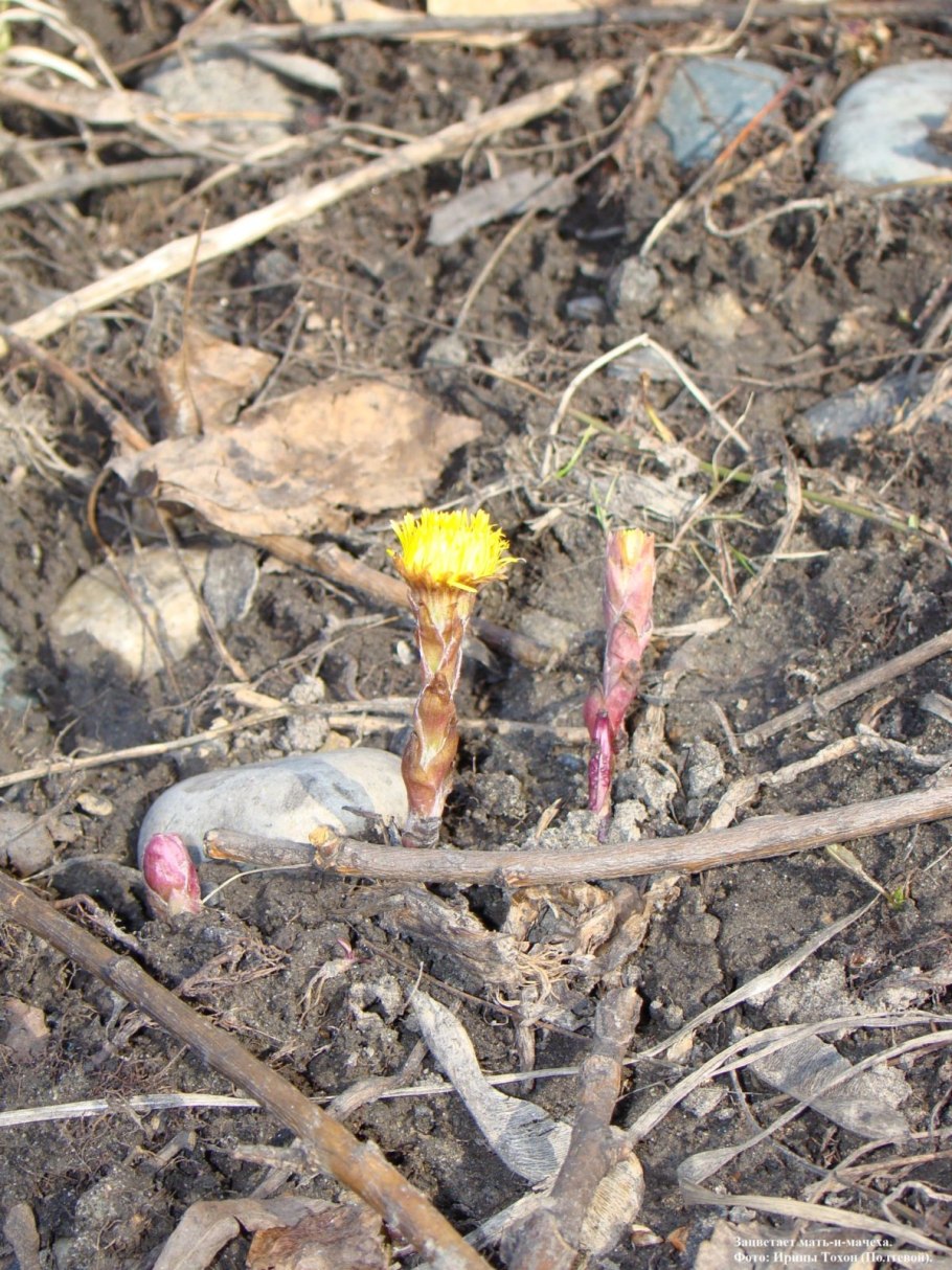 Мать и мачехи листья ЛРС