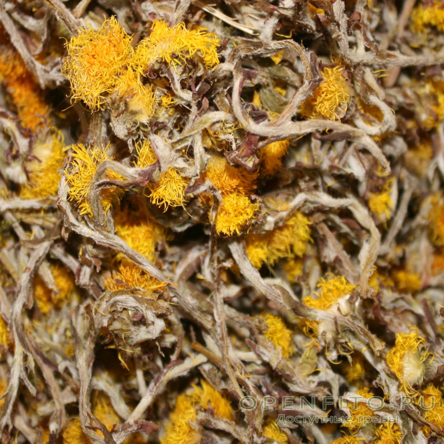 Сова и шиншилла