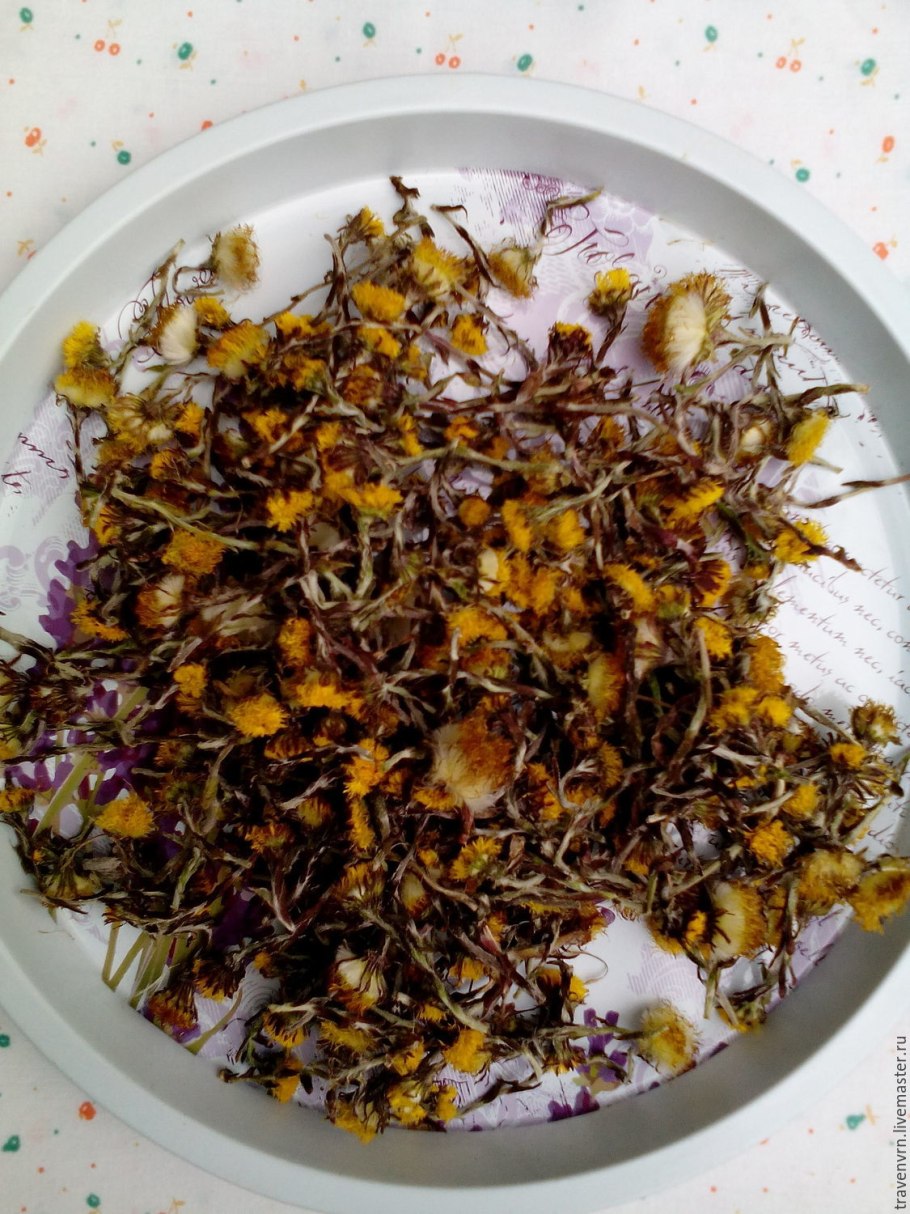 Мать-и-мачеха обыкновенная