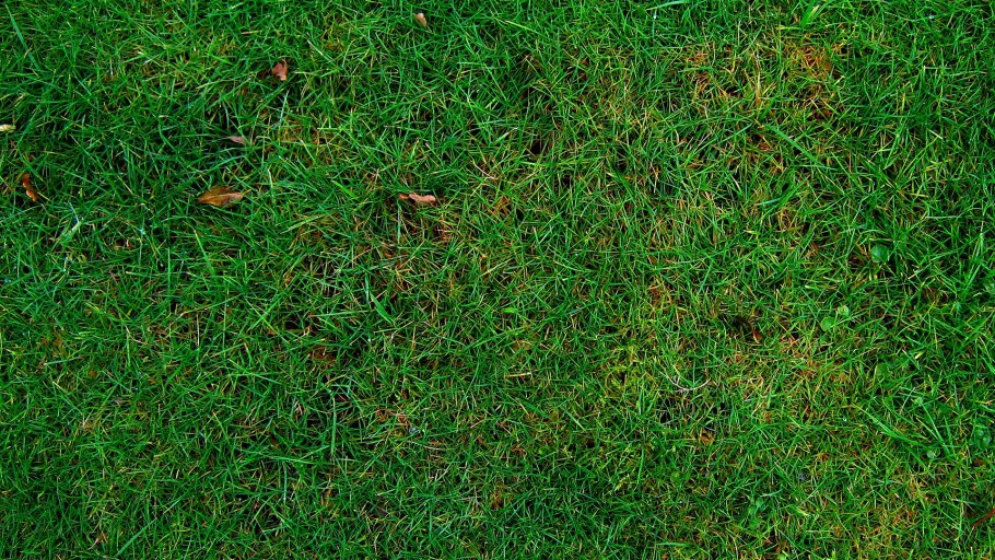 Газон Клевер белый ползучий