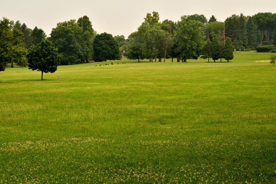 Газонная трава