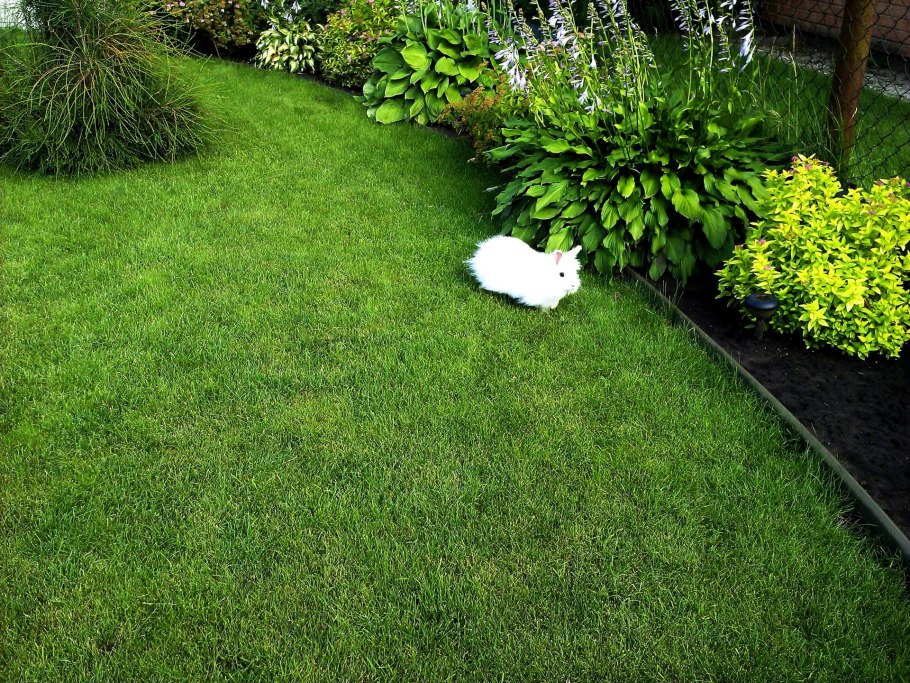 Текстура травы