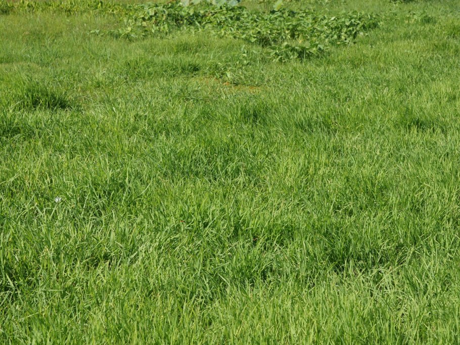 Побегоносная Полевица Курдюмов