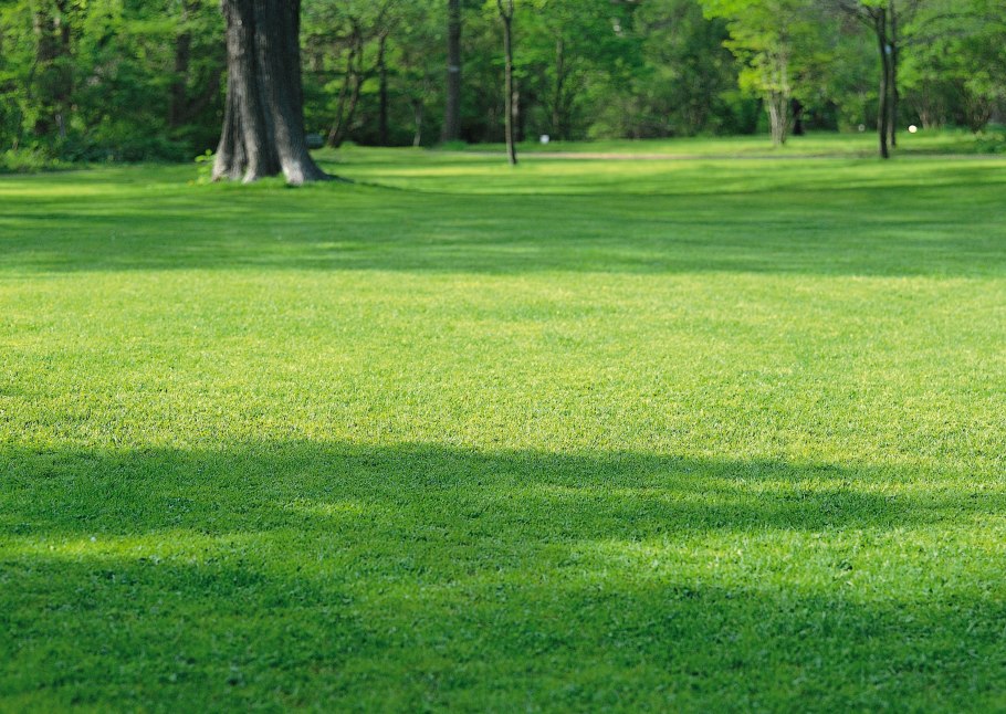 Трава в парке