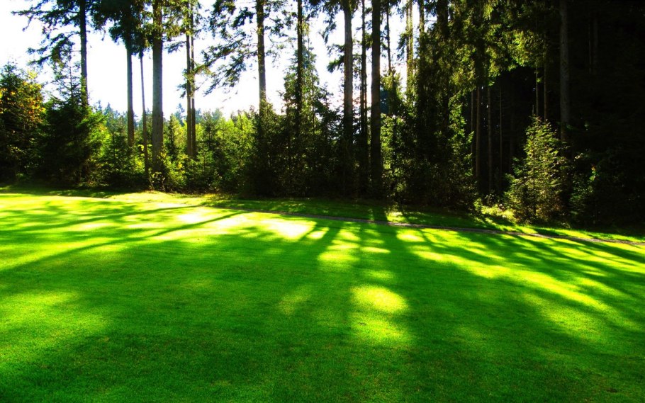 Лужайка в лесу