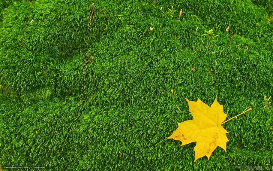 Солнечная Поляна Сокольники