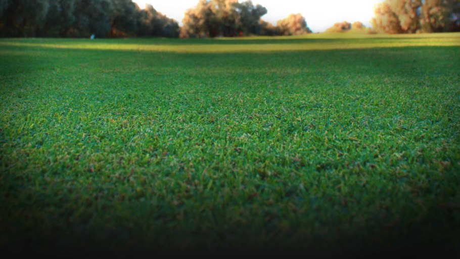 Лужайки весной