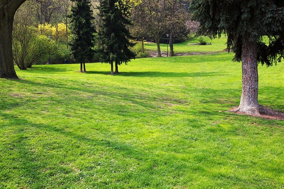 Мшанка шиловидная sagina subulata