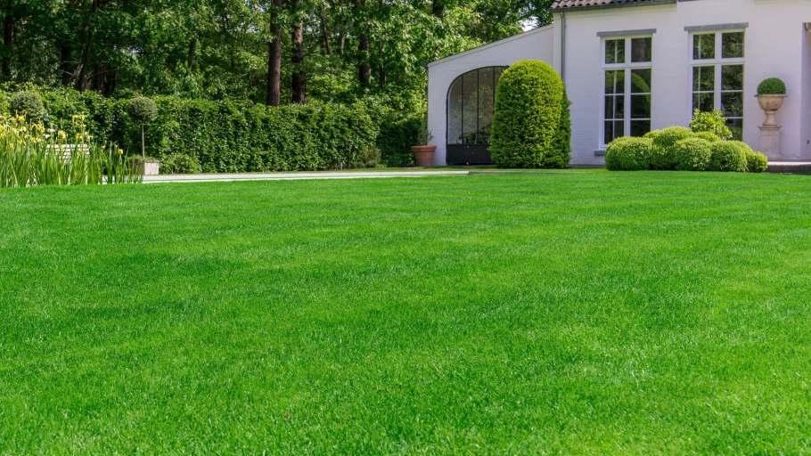 Газон сверху