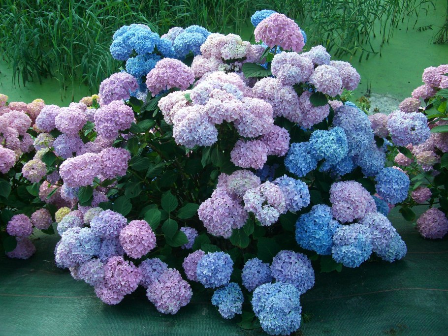 Самшит, гортензия, Барбарис