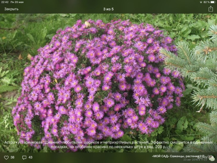 Гортензия Инкредибл древовидная