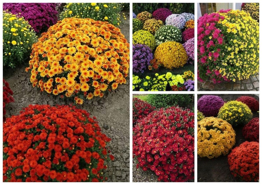 Гигантский лук (Allium giganteum