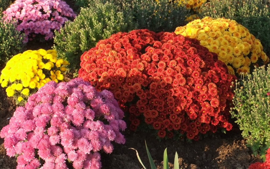 Астра новоанглийская Пурпл Доум