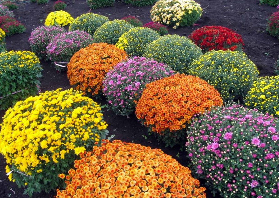 Аллиум Гладиатор растение