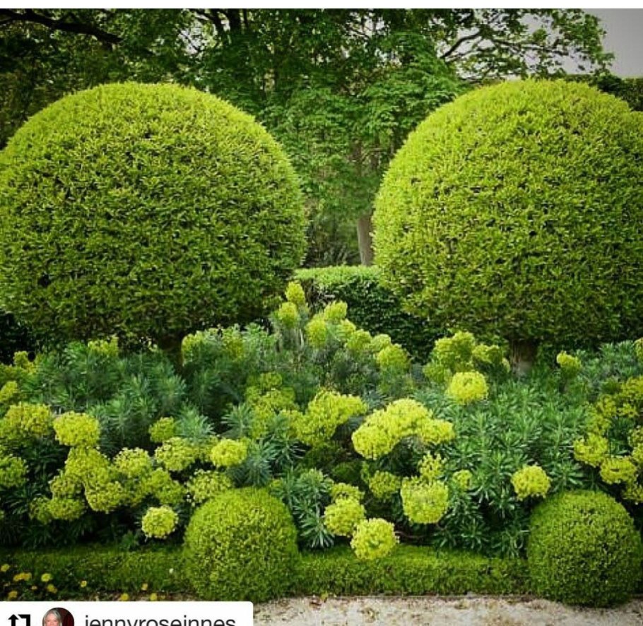 Хризантема мультифлора Балиос