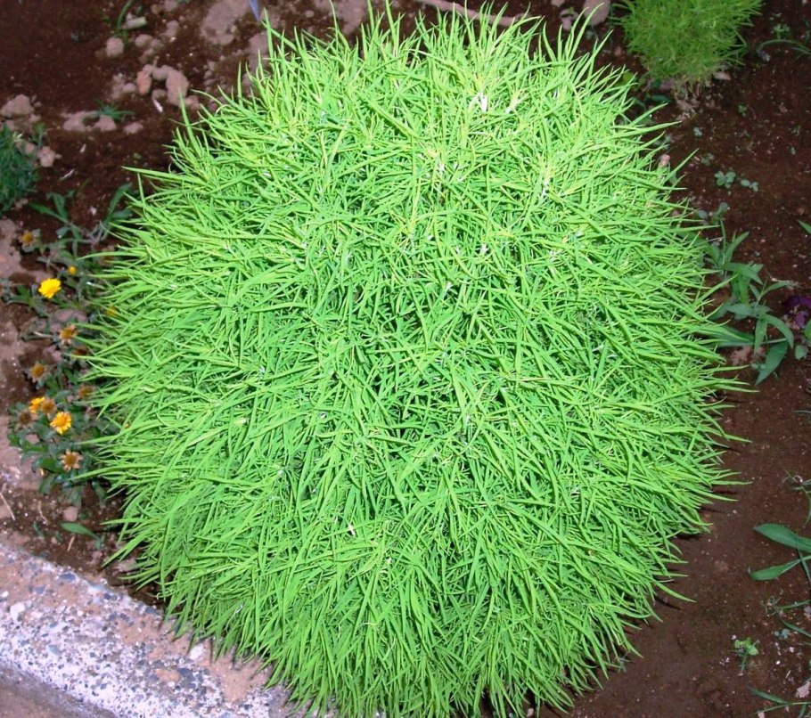 Сосна Горная Varella Варелла