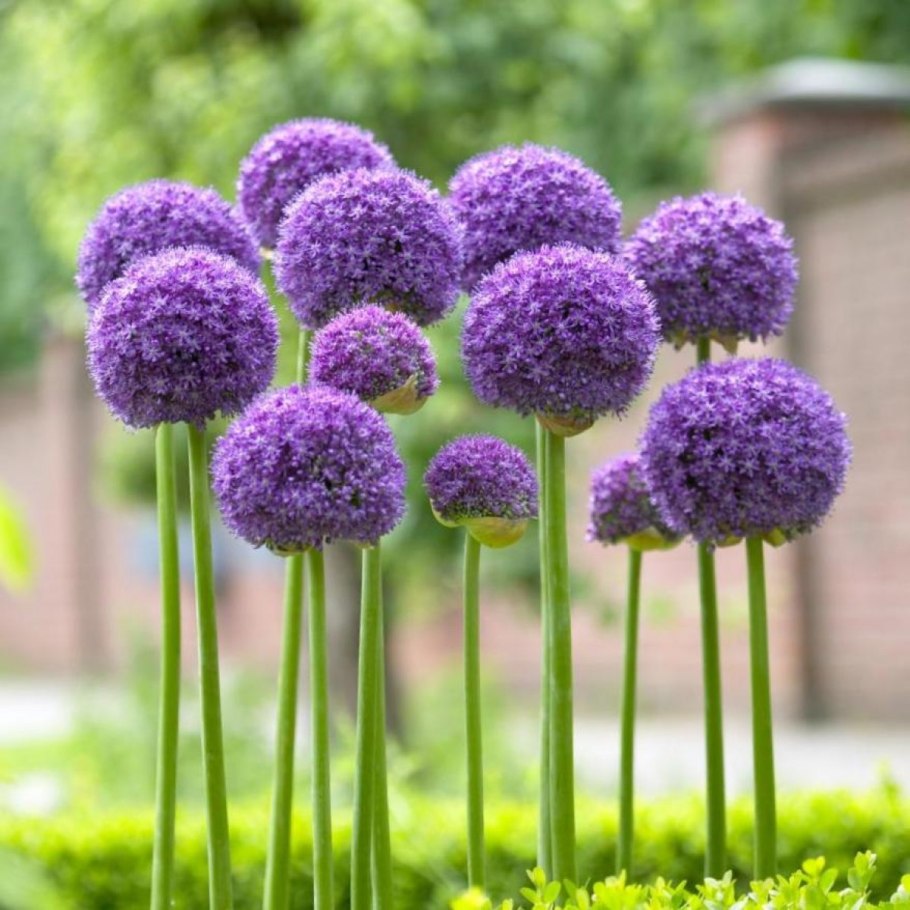 Буксус самшит