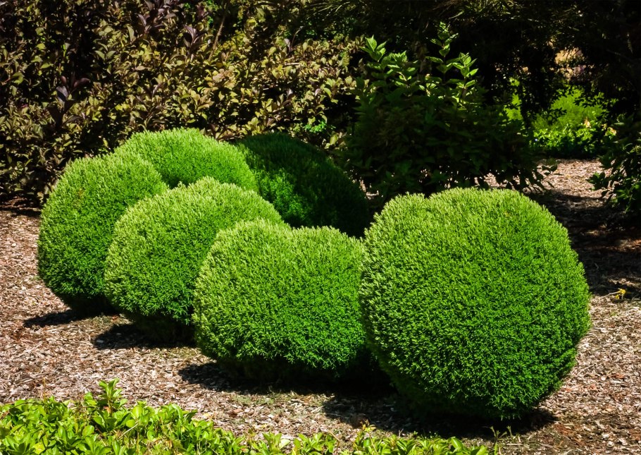 Гипсофила Муралис