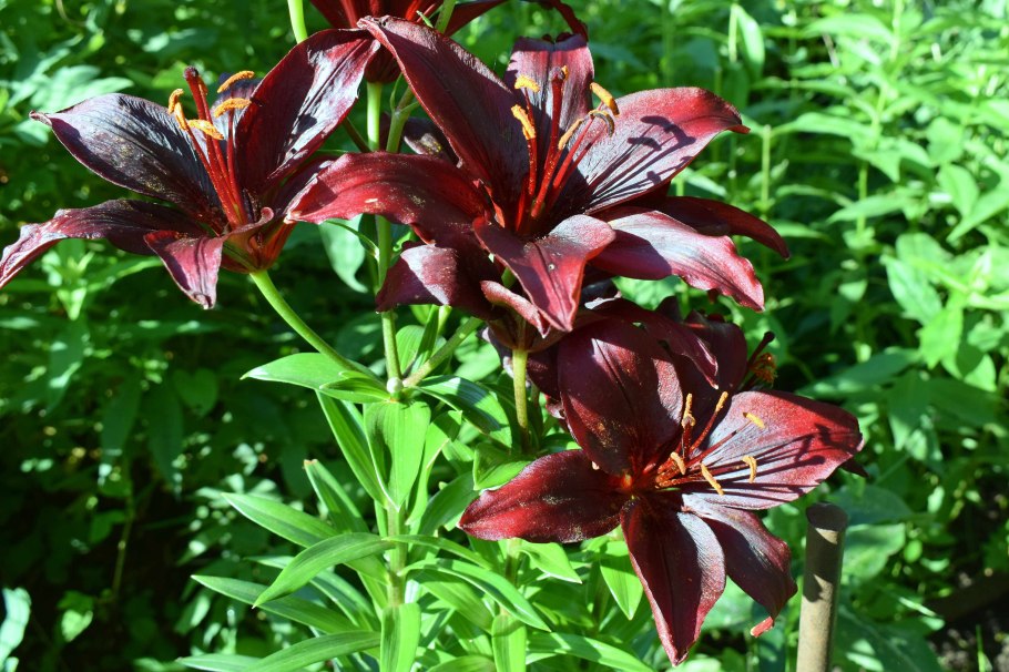 Лилия найтрайдер Nightrider