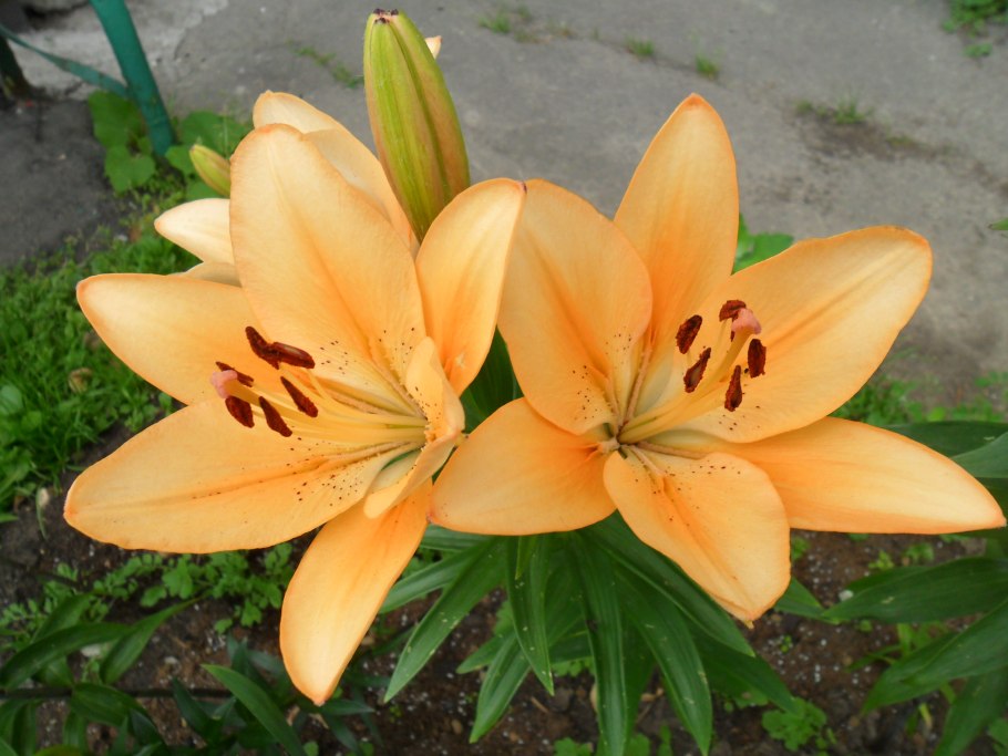 Лилия азиатская Проминенс