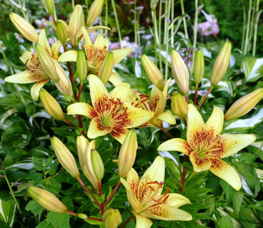 Лилия азиатская Мапира