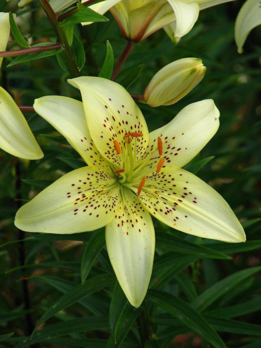 Лилия азиатская Блэк ай