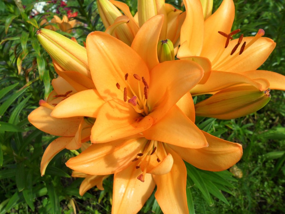 Лилия Марлен азиатский гибрид