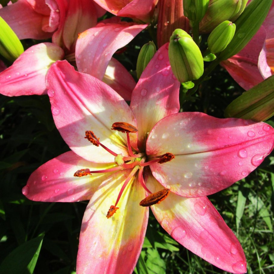 Лилия Форевер Линда