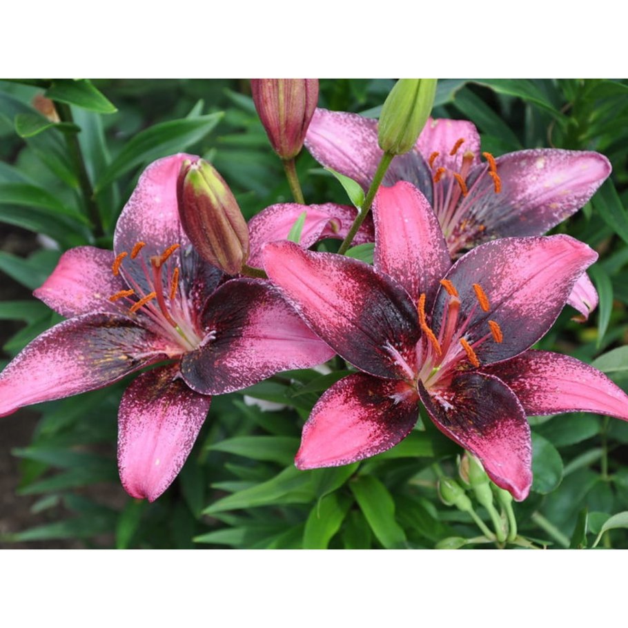 Лилия азиатская тренди Дакота