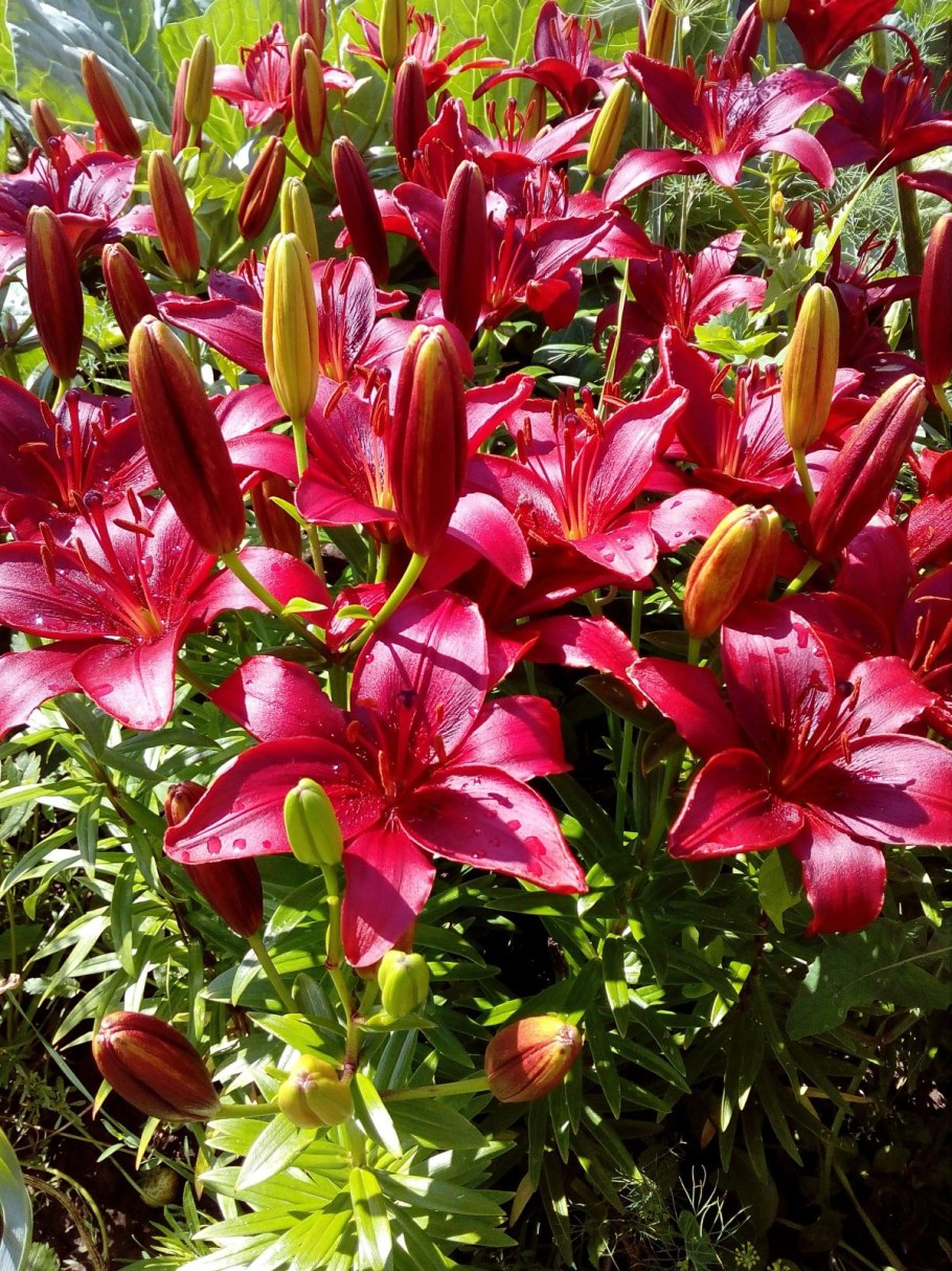 Лилия Форевер Линда