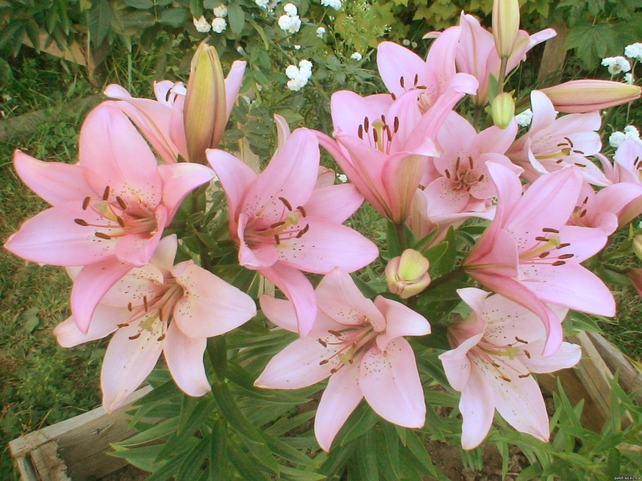 Лилия Блэк аут