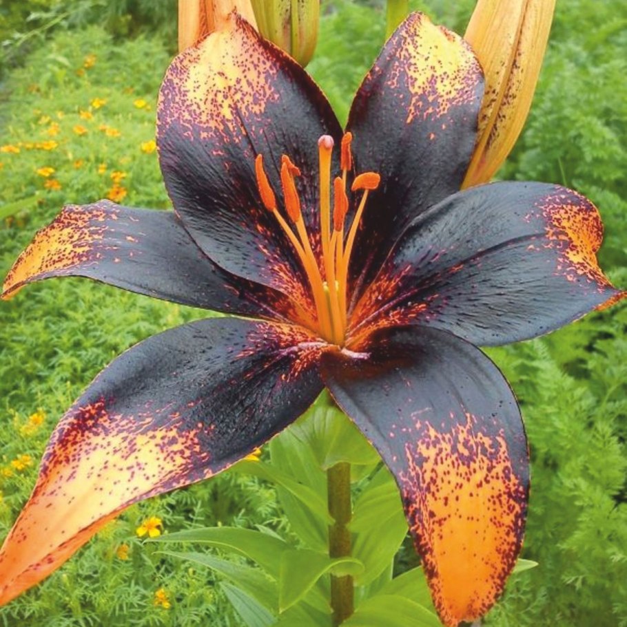 Лилия азиатская Каволи