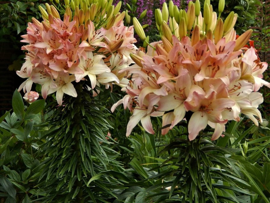 Лилия гибридная Марлен