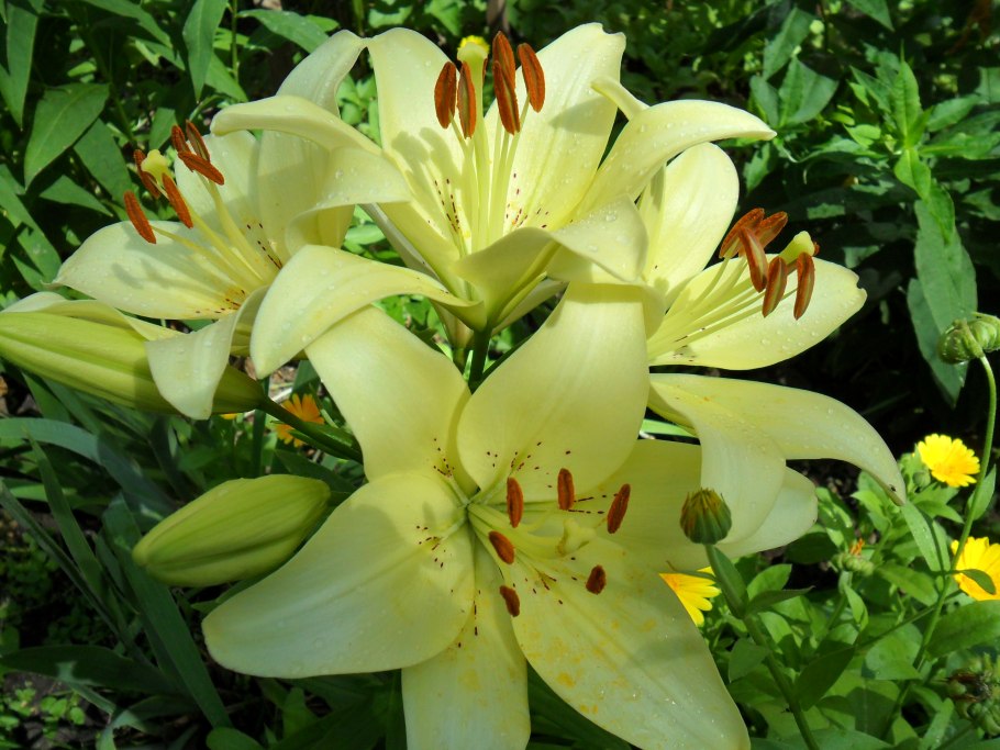 Лилия азиатская Навидад