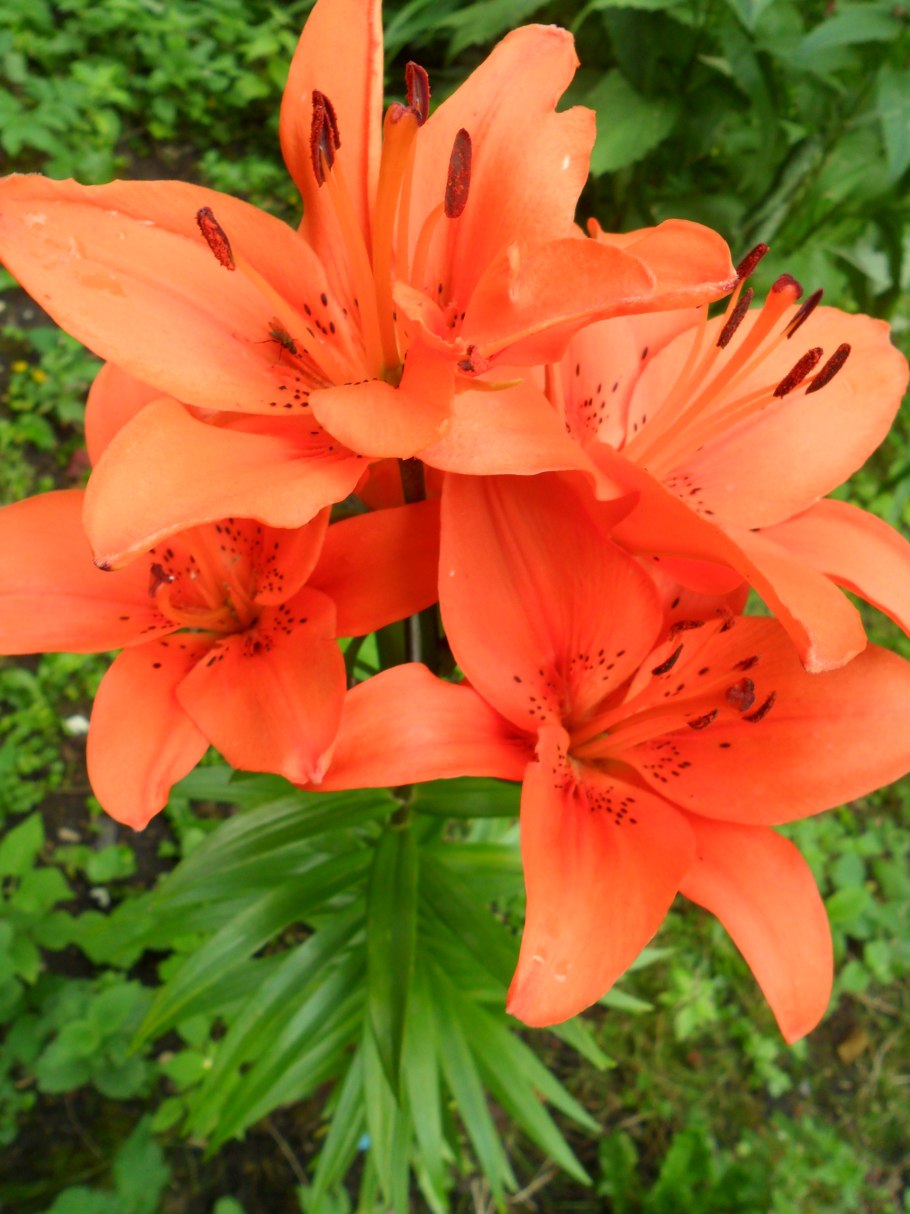 Лилия Эспель азиатская