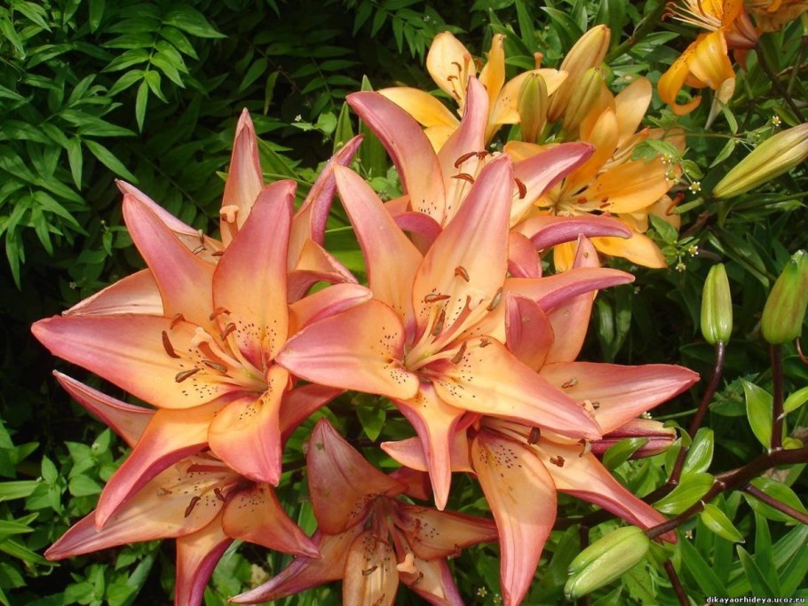 Лилия азиатская Марлен