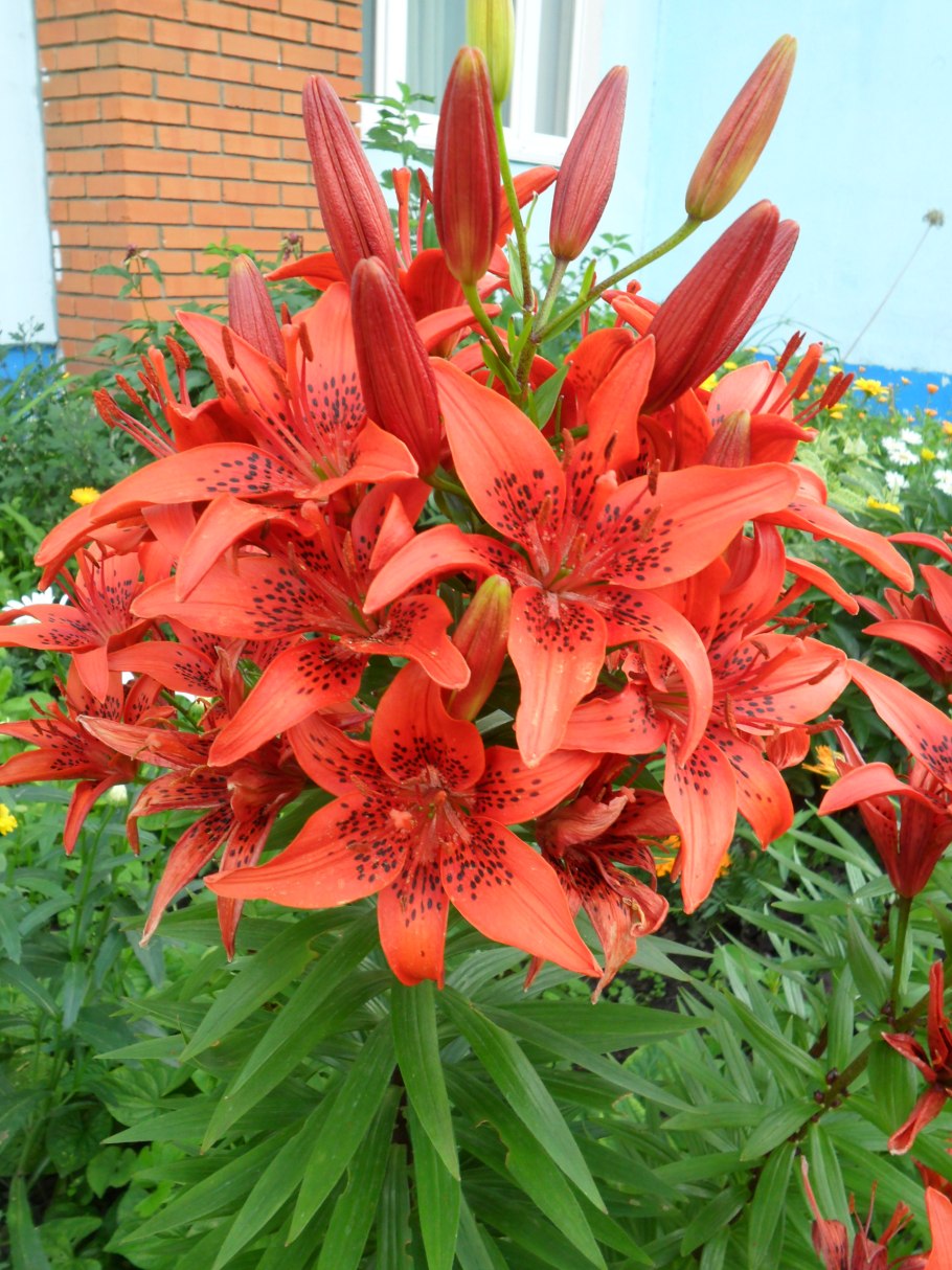 Лилия тренди Дакота