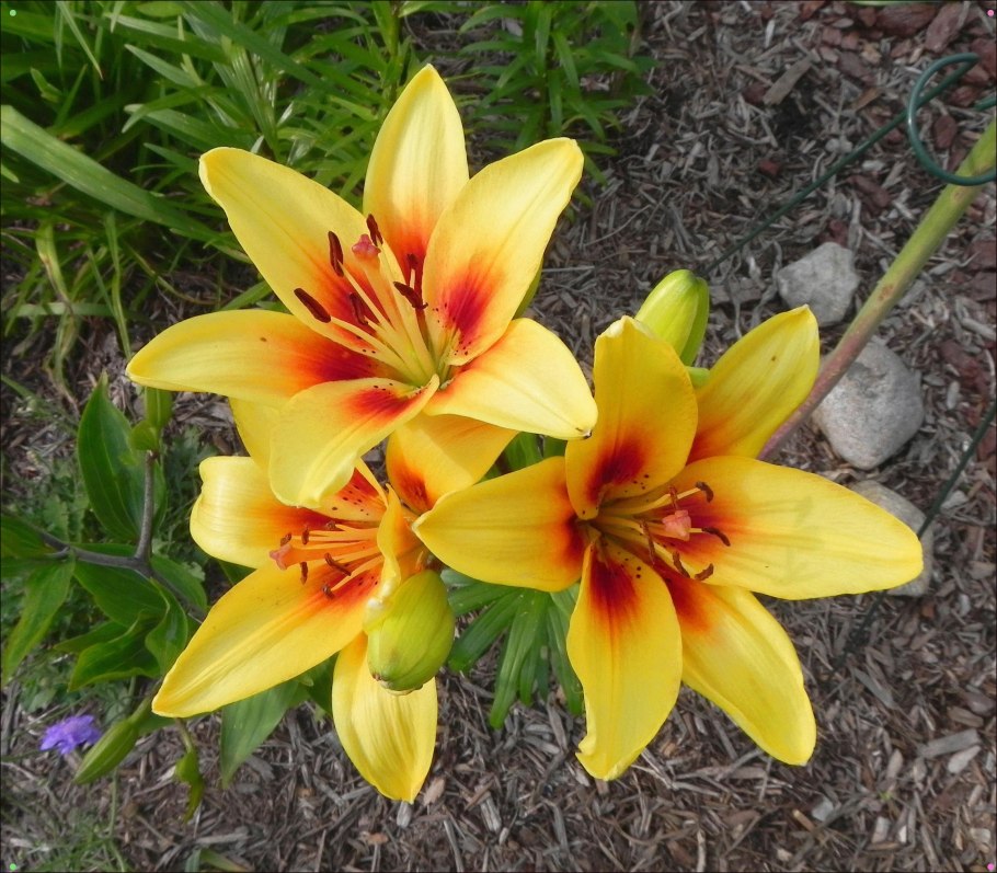 Лилия азиатская Ландини