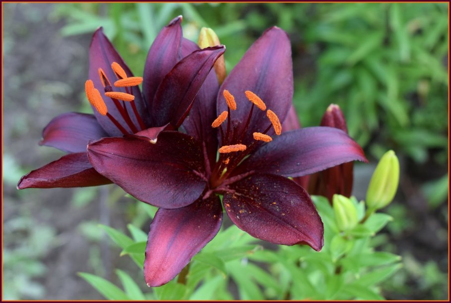 Лилия азиатская Mapira