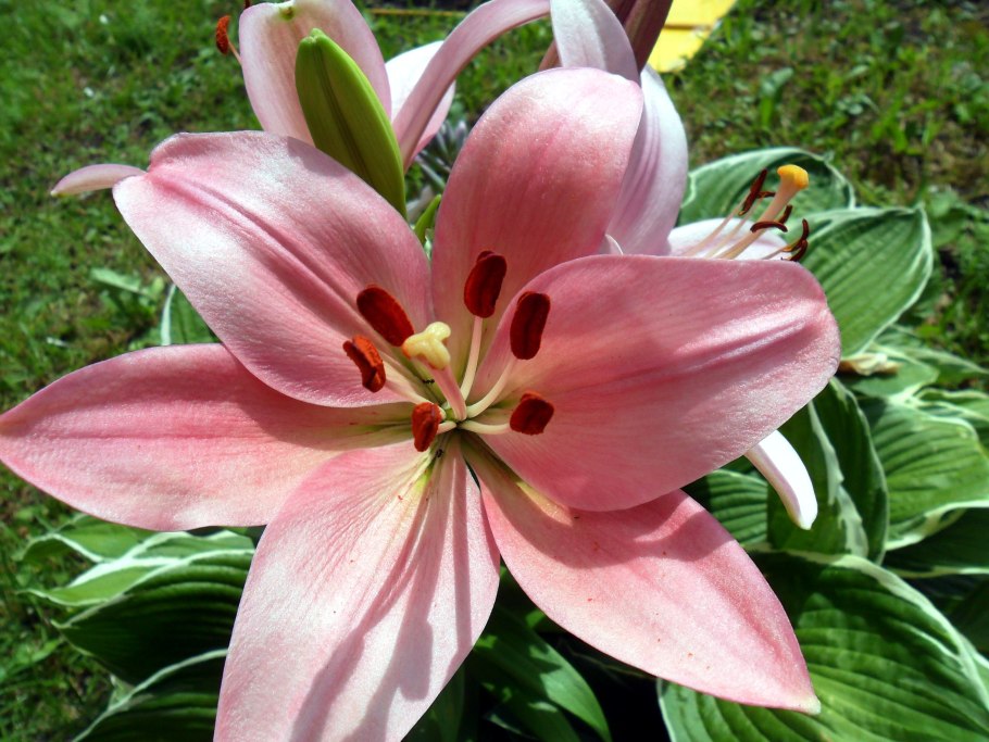 Лилия Пурпл Дрим