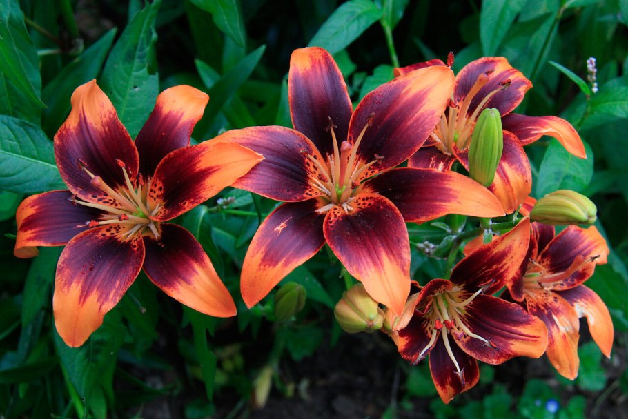 Лилия сорт Миледи