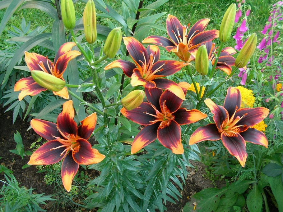 Лилия Red Highland