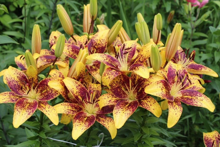 Лилия тайни диамонд